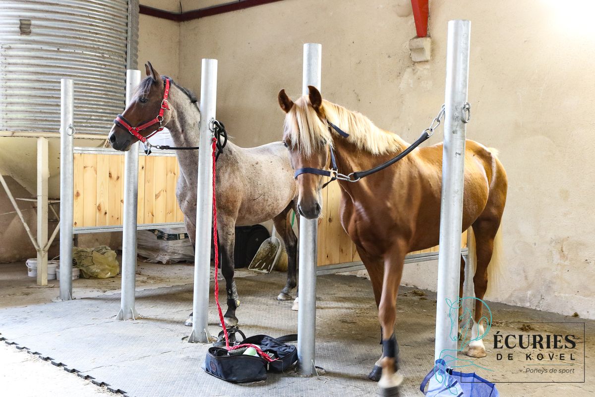 ecuries de kovel_9